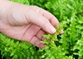 Hand Taking Care of Tassle Ferns in Garden Royalty Free Stock Photo