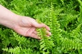 Hand Taking Care of Tassle Ferns in Garden Royalty Free Stock Photo