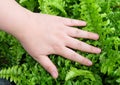 Hand Taking Care of Tassle Ferns in Garden