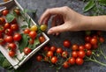 hand taking cherry tomato in motion. Cherry tomatoes on dark background