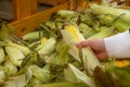 hand taking corn from grocery store shelf