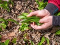 Hand tears wild garlic in spring forest in nature Royalty Free Stock Photo