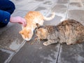 The hand of a teenage girl with food and two hungry stray cats on the street eat food