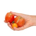 Hand with three split, cracked tomatoes due to rain after drought, Gardening problem. Isolated on white.