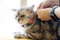 Hand tie rope on cute tabby gray cat. Royalty Free Stock Photo