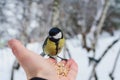 Hand titmouse Royalty Free Stock Photo