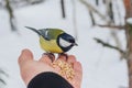 Hand titmouse Royalty Free Stock Photo