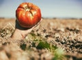 Hand with Tomato on crop land