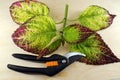 hand tool (secateurs) and a stem of a multi-colored coleus for grafting