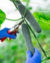 hand with tools cultivation cucumbers in hothouse