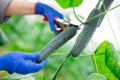 hand with tools cultivation cucumbers in hothouse