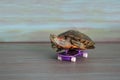 Hand tortoise is riding a skateboard.