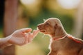 hand touch cute puppy Hungarian pointing dog, vizsla stay on grass. brown background Royalty Free Stock Photo