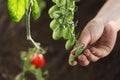 Hand touch green cherry tomatoes plant in vegetable garden Royalty Free Stock Photo