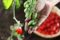 Hand touch green cherry tomatoes plant in vegetable garden Royalty Free Stock Photo