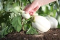 Hand touch white eggplant from the plant in vegetable garden, cl