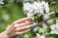 Hand touches a blossoming apple tree branch Royalty Free Stock Photo