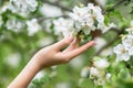 Hand touches a blossoming apple tree branch Royalty Free Stock Photo