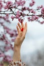 Hand touches a blossoming apple tree branch Royalty Free Stock Photo