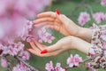 Hand touches a blossoming apple tree branch Royalty Free Stock Photo