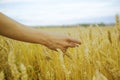 Hand touches the cereal. Concept of protection and care for grain. Shallow depth of golden field