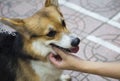 Hand touches the dog's head Royalty Free Stock Photo