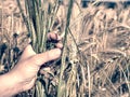 Hand touches ears of rye oats. Green ears with seeds of cereals Royalty Free Stock Photo