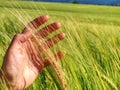 Hand touches ears of rye oats. Green ears with seeds of cereals Royalty Free Stock Photo