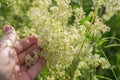 Hand touches a plant of a bedstraw for background