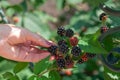 Hand touches ripe blackberries on branch