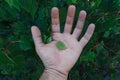 Hand touchin green leaves in the nature Royalty Free Stock Photo