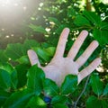 Hand touchin green leaves in the nature Royalty Free Stock Photo