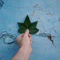 Hand touchin green leaves in the nature Royalty Free Stock Photo