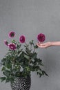 Hand touching blooming dahlia flowers