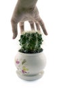 Hand touching cactus