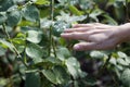Hand touching a leaf with water drops Royalty Free Stock Photo
