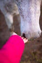 Hand touching nose of white horse, gentle animals, cute friendship