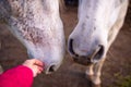 Hand touching nose of white horse, gentle animals, cute friendship