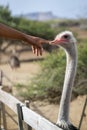 Hand touching ostrich