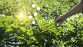 Hand touching plants green with biochemistry structure on background. Science of plant research, Chromosome DNA and genetic Royalty Free Stock Photo