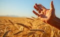 Hand touching ripe wheat in tranquil rural scene generated by AI Royalty Free Stock Photo