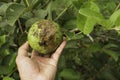 Hand touching rotten guava with tree of guava the garden.