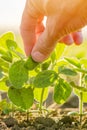 Hand touching soybean plant Royalty Free Stock Photo