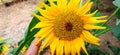 Hand touching sun flower Royalty Free Stock Photo