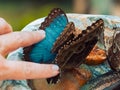 Hand touching to the wings of beautiful Morpho Peleides butterfly eating nectar of rotten fruits in s stone mortar in Konya Royalty Free Stock Photo