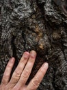 Hand touching a tree Royalty Free Stock Photo