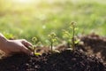 Hand touching young plants growing on green nature background, ,Earth Day, new life growth ecology and business financial