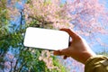 Hand of tourist holding mobile smart phone taking photo with Wild Himalayan cherry flower Royalty Free Stock Photo