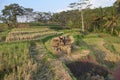 A hand tractor in the rice field