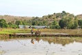 Hand tractors used by many Asian farmers in Indonesia, to plow rice fields. Man working in the mud plowing soil for plantation.